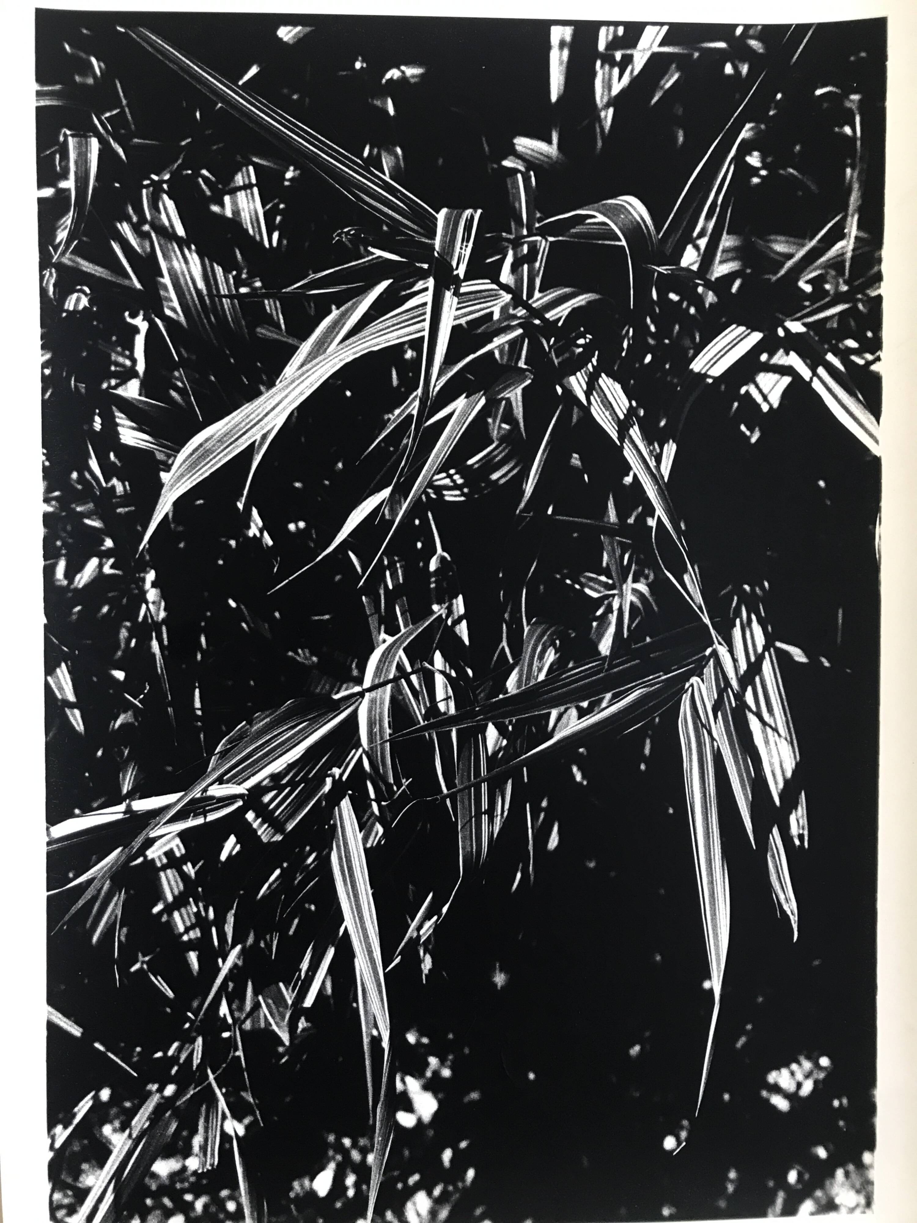 Rosine NUSIMOVICI, Untitled (Poacea I), 1980. Black and white silver print