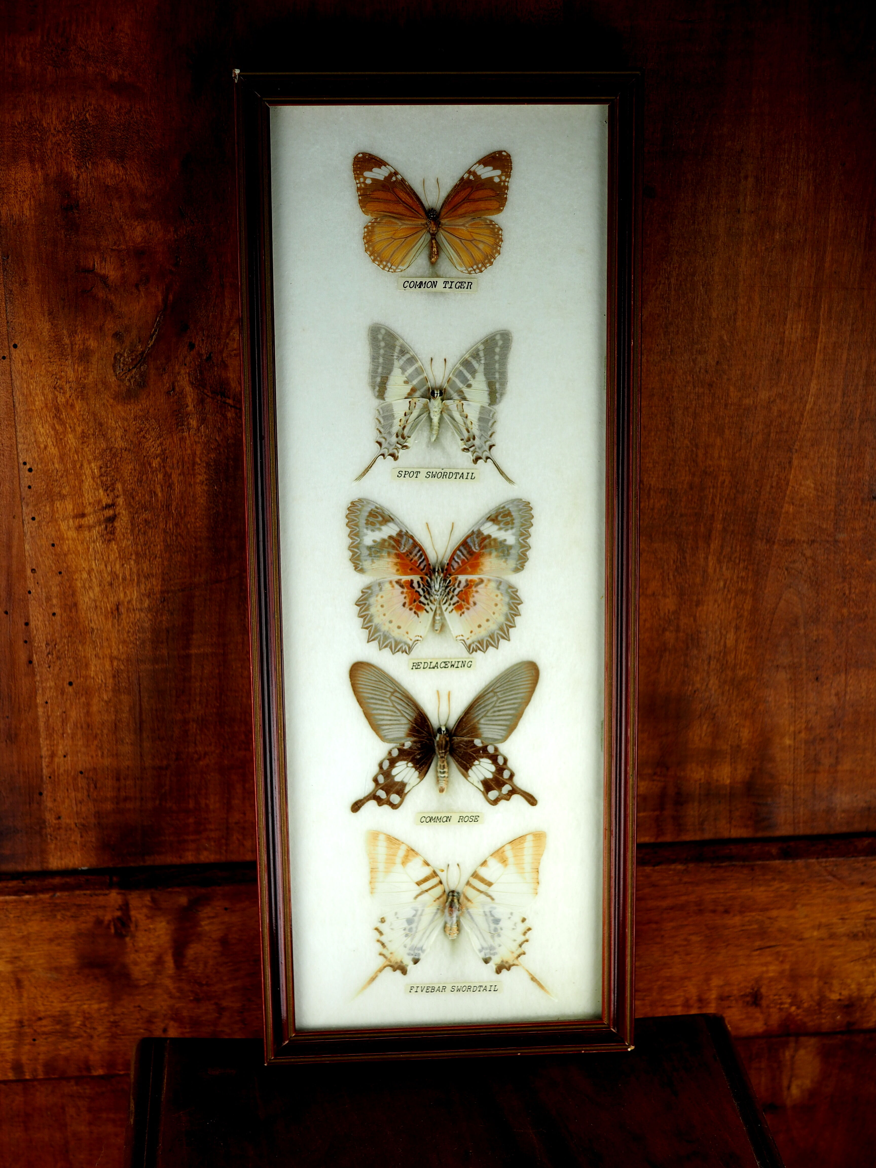 Five butterflies on cotton wool under frame - 60s / 70s