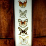 Five butterflies on cotton wool under frame - 60s / 70s