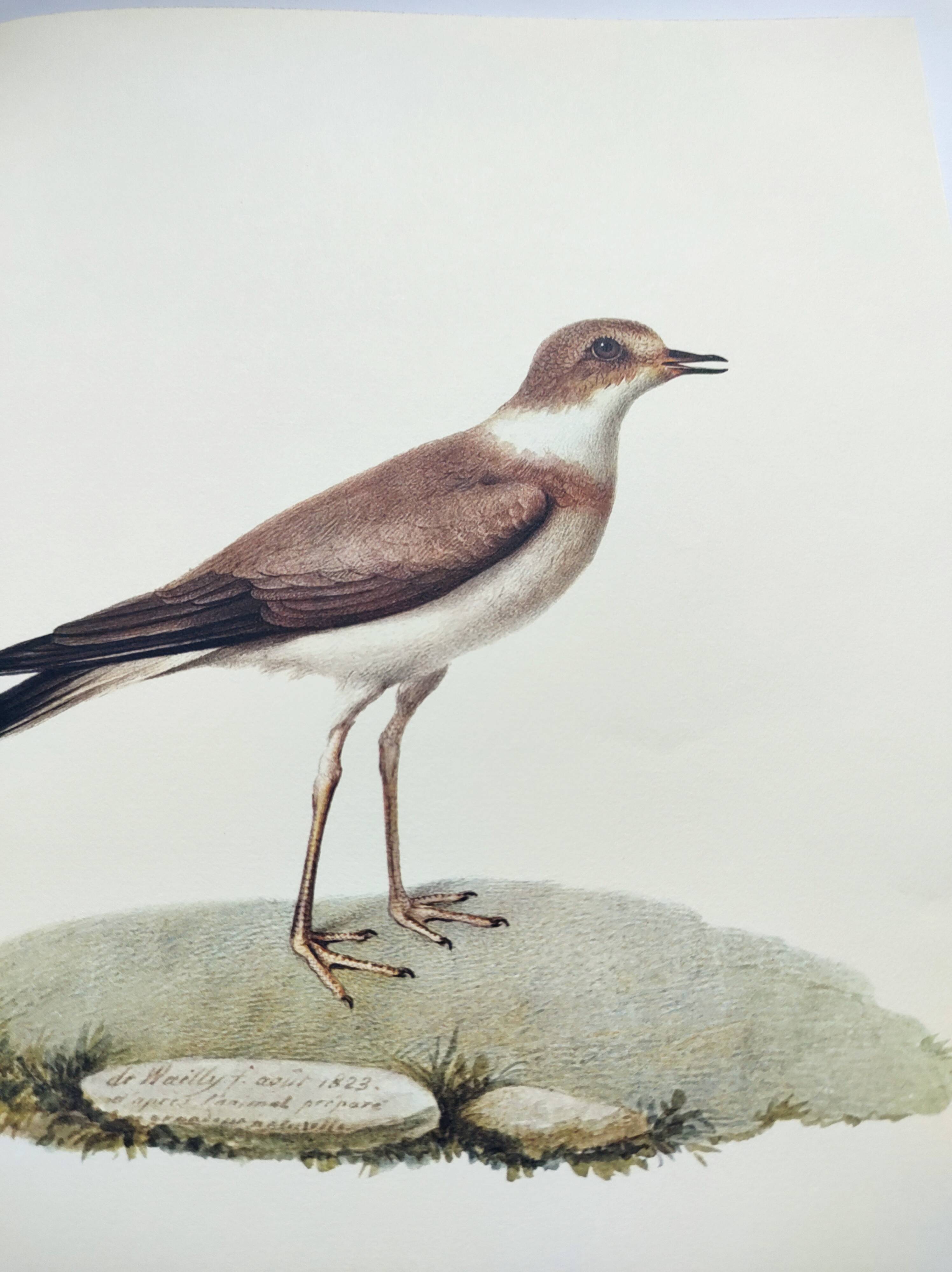 Birds board - Herodotus' plover - Natural zoological illustration