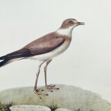 Birds board - Herodotus' plover - Natural zoological illustration