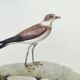 Birds board - Herodotus' plover - Natural zoological illustration
