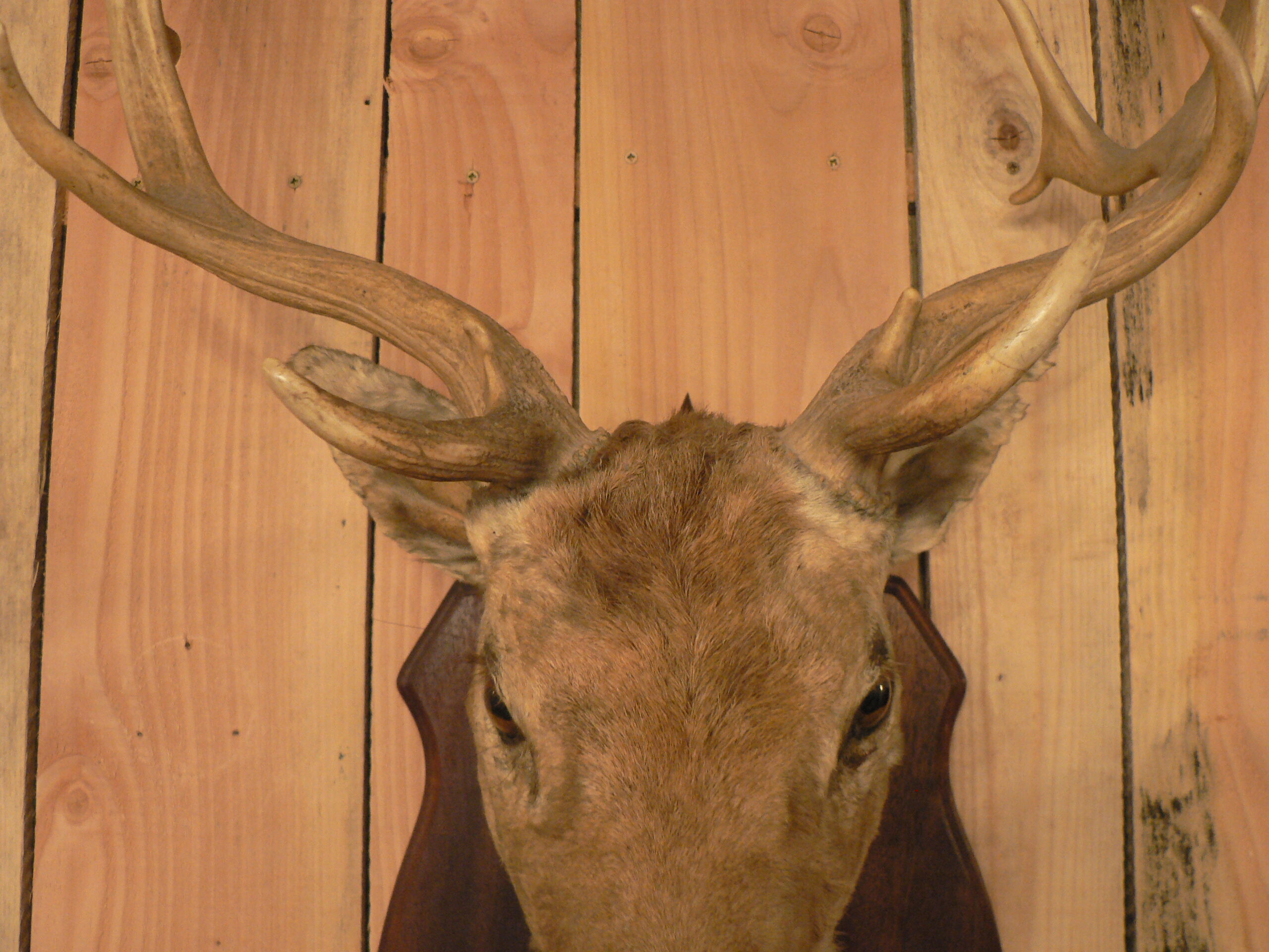 Naturalized deer hunting trophy head