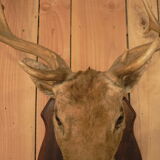 Naturalized deer hunting trophy head