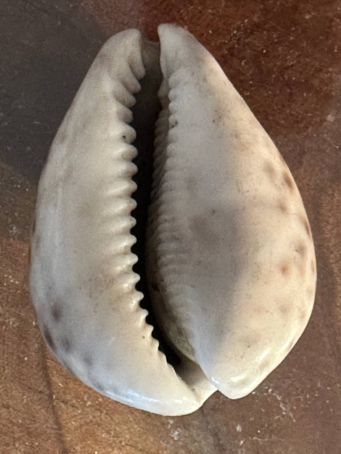 Lot of 8 old collectible shells - cabinet of curiosity