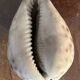 Lot of 8 old collectible shells - cabinet of curiosity