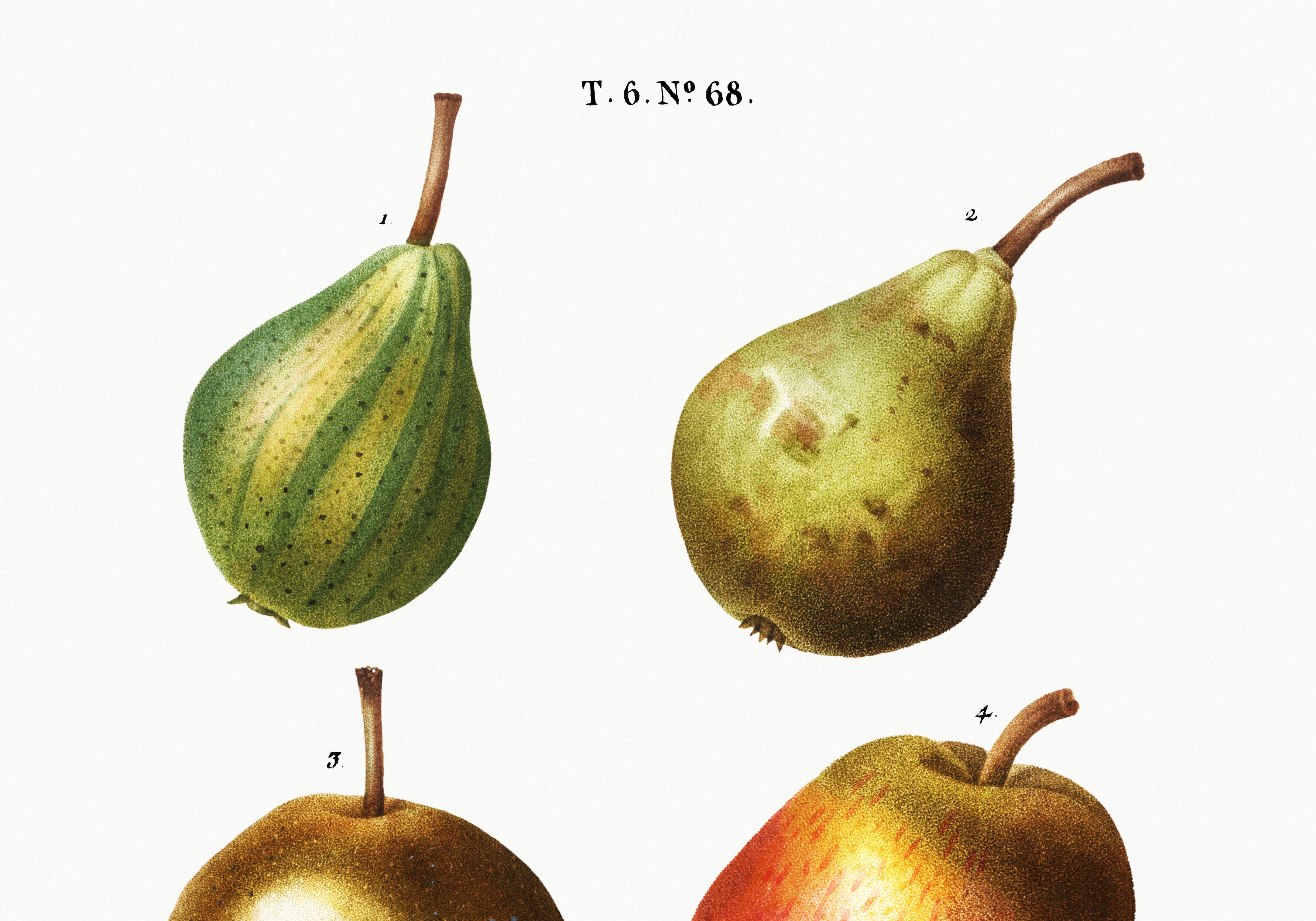 Botanical poster about the pear tree, after an old engraving from 1802