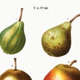Botanical poster about the pear tree, after an old engraving from 1802