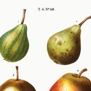 Botanical poster about the pear tree, after an old engraving from 1802