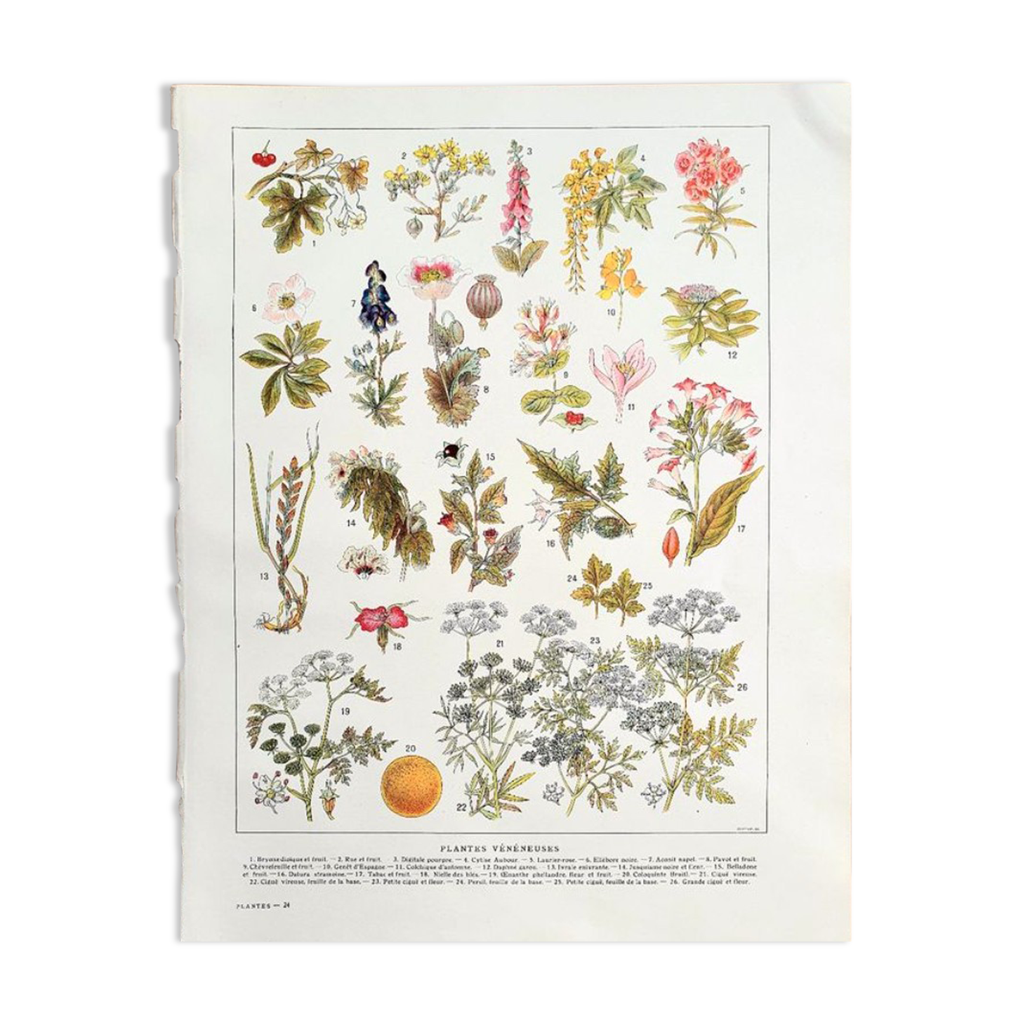 Ancient botanical board 20s Poisonous