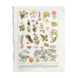 Ancienne planche botanique années 20 Vénéneuses