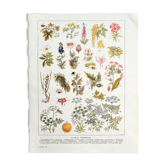 Ancient botanical board 20s Poisonous