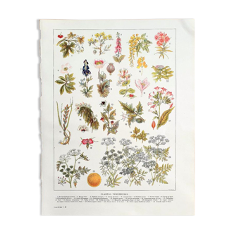 Ancient botanical board 20s Poisonous