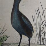 Original ornithological plate " Marouette - Caurale - &c... Buffon (1837)