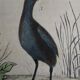 Original ornithological plate " Marouette - Caurale - &c... Buffon (1837)