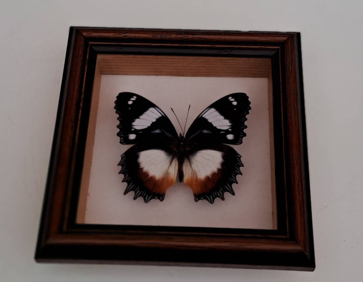 Butterfly under glass