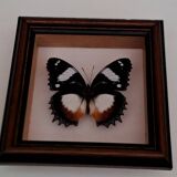 Butterfly under glass
