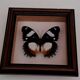 Papillon sous verre