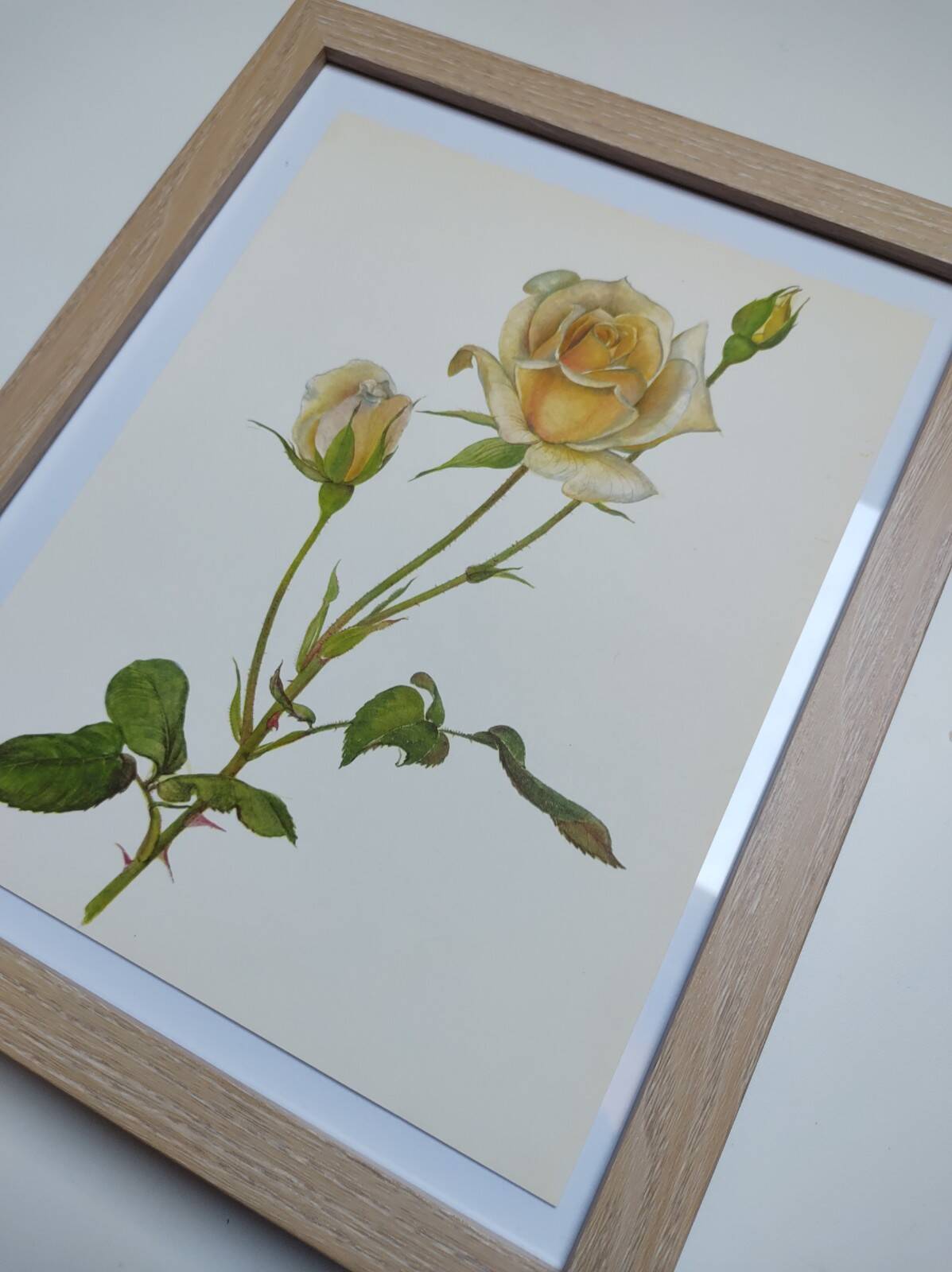 Illustration botanique de 1968 Joanna Hill - Planche Vintage fleur et rose