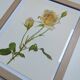 Illustration botanique de 1968 Joanna Hill - Planche Vintage fleur et rose