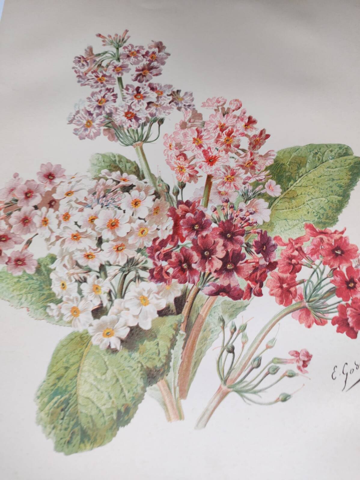 Botanical engraving from 1897 - Japanese primrose - original old flower plate by E.Godard