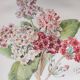 Botanical engraving from 1897 - Japanese primrose - original old flower plate by E.Godard