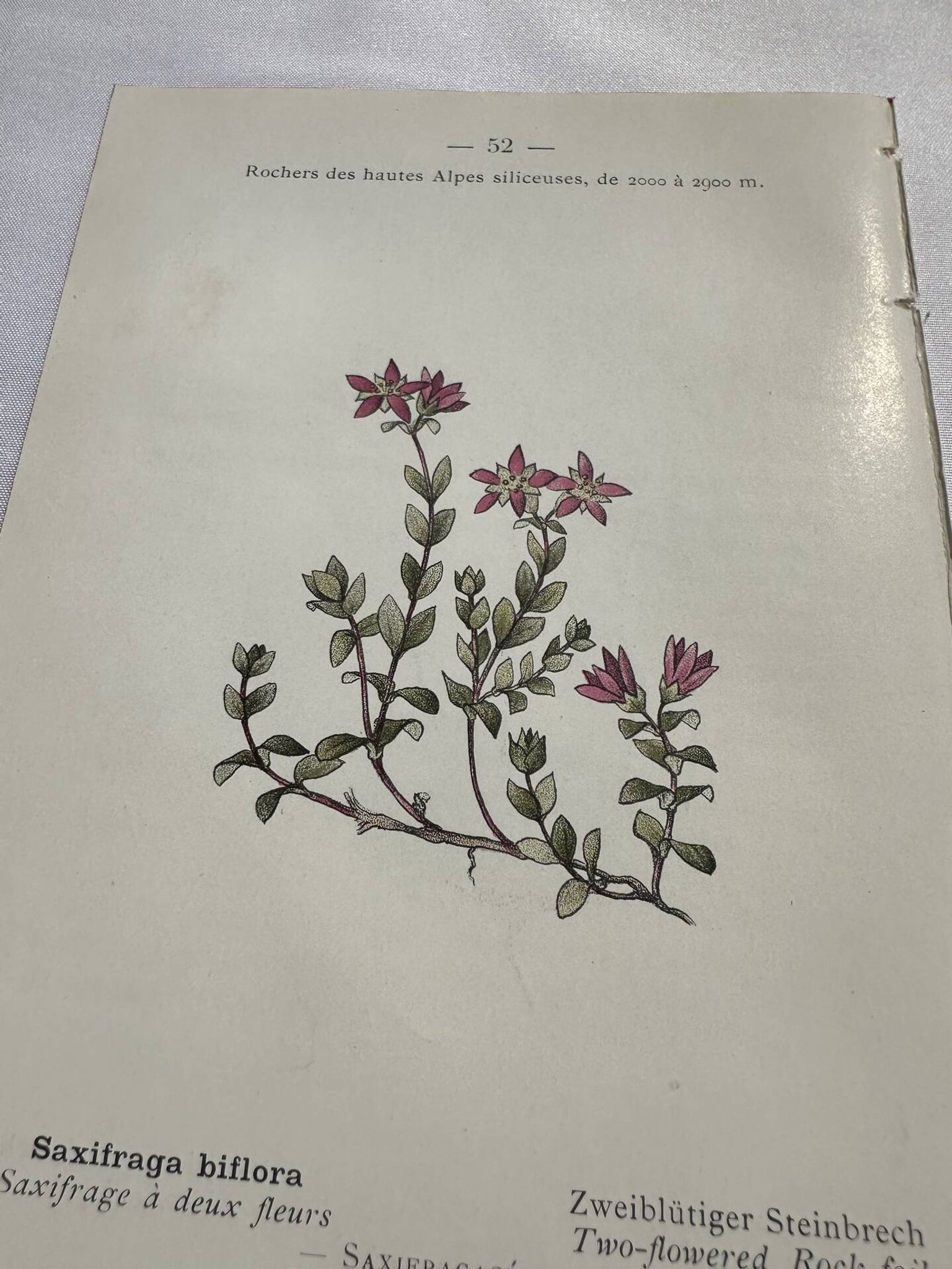 Retro botanical plate 1890 flower and plant of France double-sided