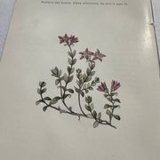 Retro botanical plate 1890 flower and plant of France double-sided