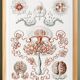 Poster about jellyfish, based on an old lithograph from 1904