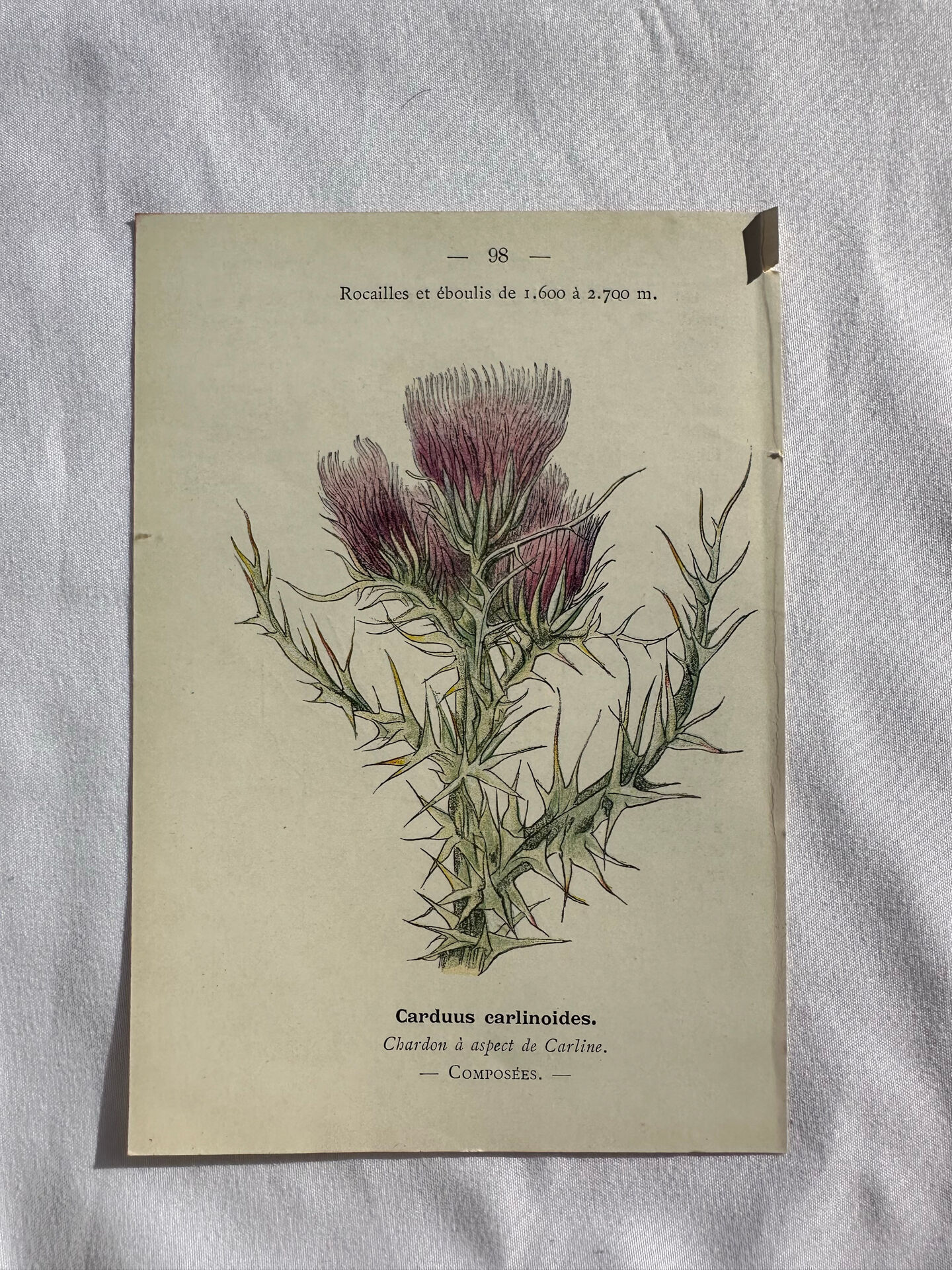 Naturalist Plate – 19th Century Botanical Engraving, Double-Sided