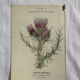 Naturalist Plate – 19th Century Botanical Engraving, Double-Sided