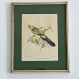 bird frame