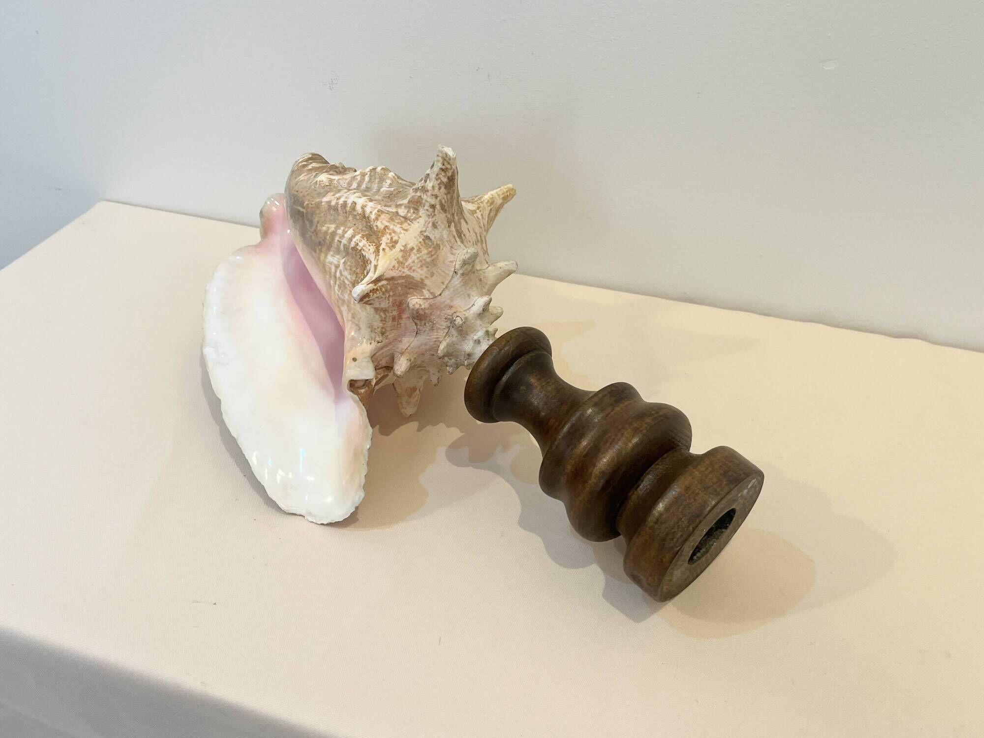 XXL Antique large conch shell on wooden base cabinet of curiosities