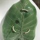 Exotic leaf fruit bowl