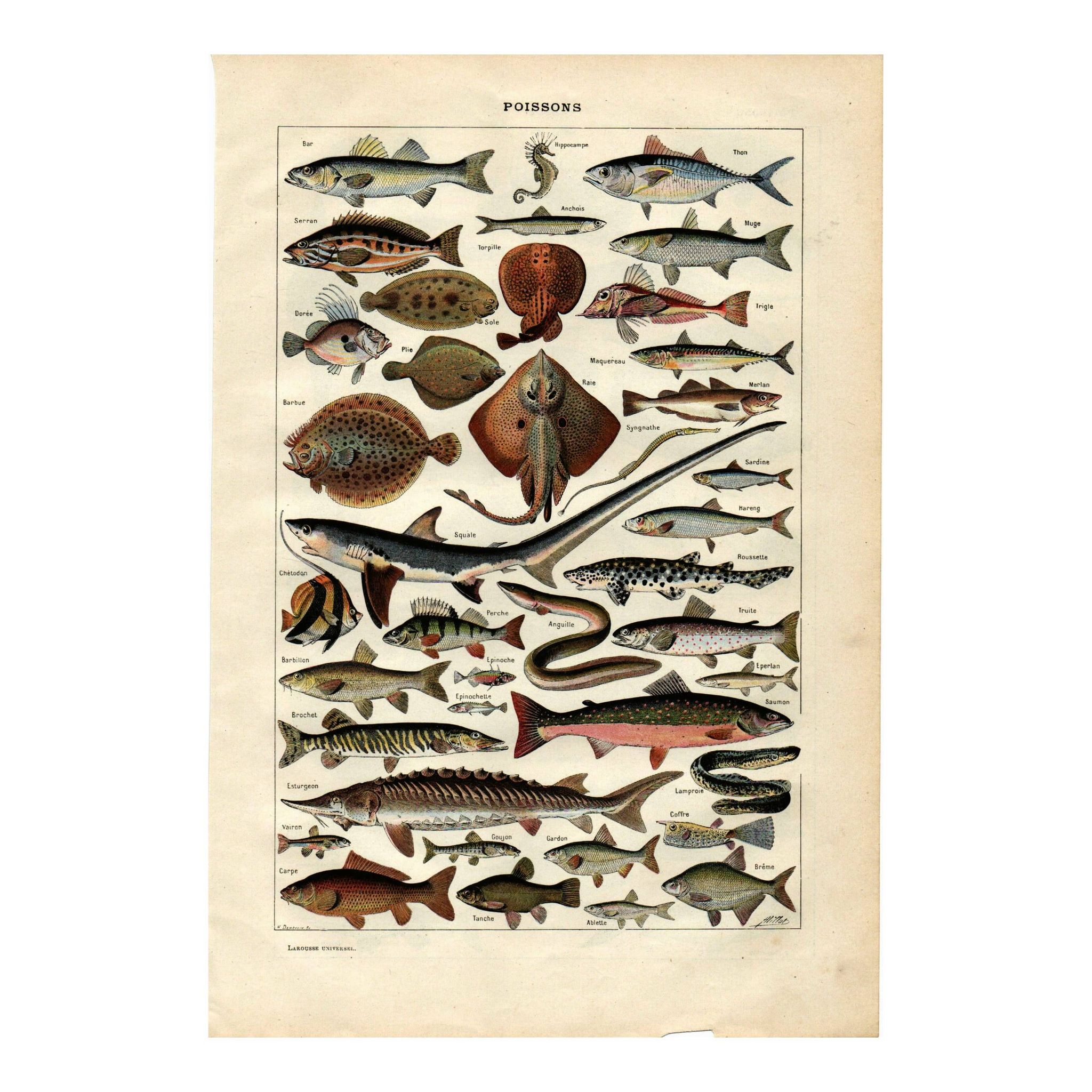 Old engraving from 1923 - Fish by A. Millot - Water illustration
