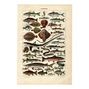 Old engraving from 1923 - Fish by A. Millot - Water illustration