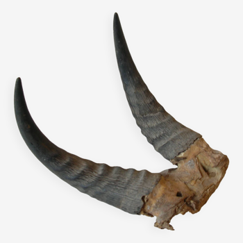 Old massacre pair of ibex horns hunting trophy cabinet curiosity