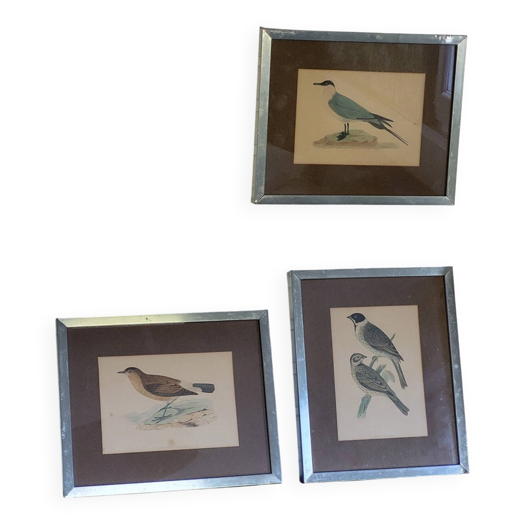 Bitterness birds