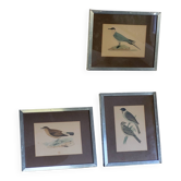 Bitterness birds