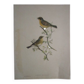 Gravure d'oiseaux ancienne a encadrer