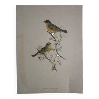 Gravure d'oiseaux ancienne a encadrer