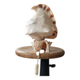 Shell lamp