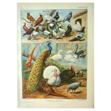 Old lithograph 1921. Dessertenne - Farmyard animals 2 - engraving