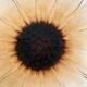 Plat tournesol en verre moulé pressé circa 1960