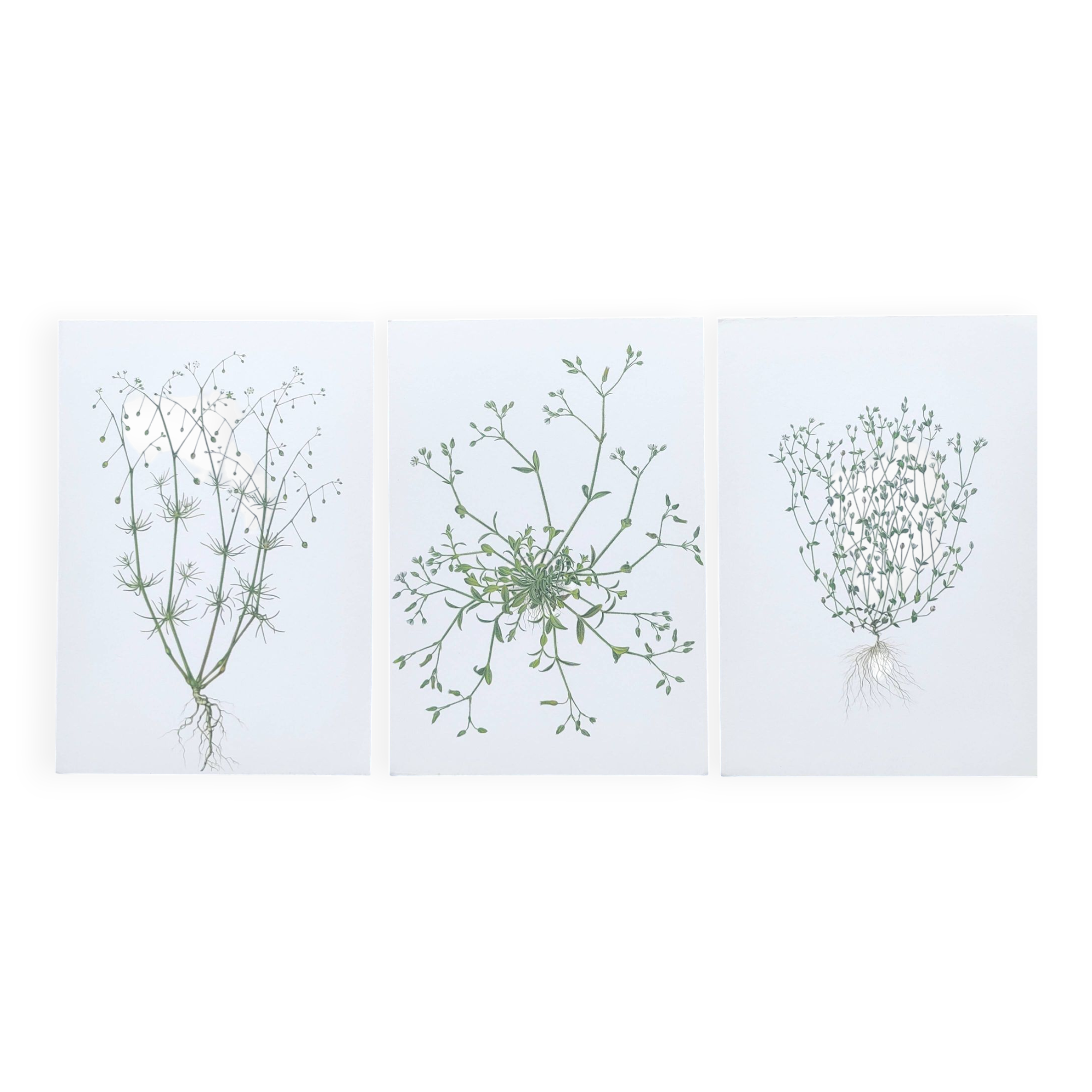 Lot of 3 vintage botanical plates from 1978 - including Field Spergule - Illustration of herbs