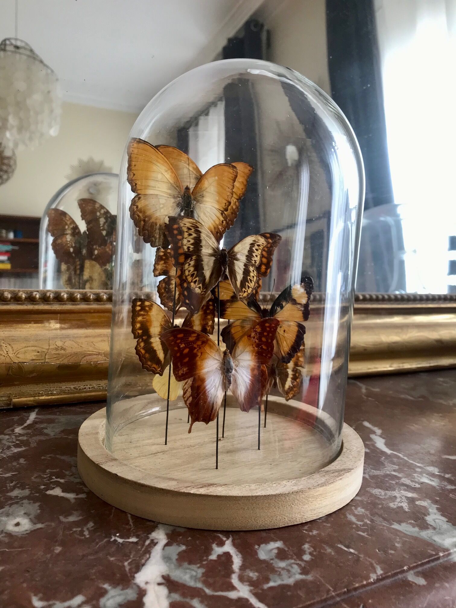 Globe papillons