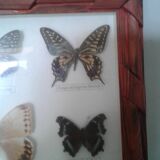 Butterfly frame under glass