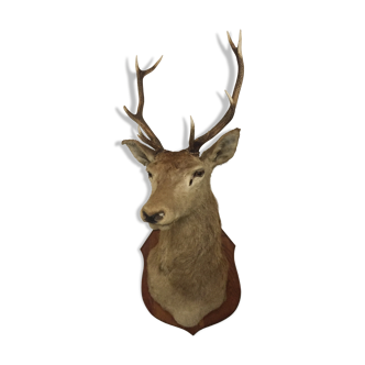 Deer trophy