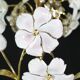 Charming Murano Vintage Chandelier White and Pink Flowers