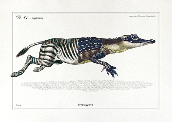 Chimera lithograph animal engraving - the zebrodile